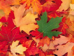 automne.jpg