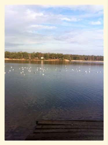 center parcs vossemeren